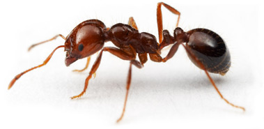 Fire Ant image